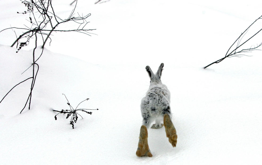 Second Place, Pictorial - Chuck Crow / The Plain DealerA snowshoe hare is released out into the wild, by the Ohio Department of Natural Resources.  The hares were captured in the state of Maine and 12 were put out into the wild.Their snow-white coats protect them from predators from Dec. to March, then their coats change back to a shade of browns.