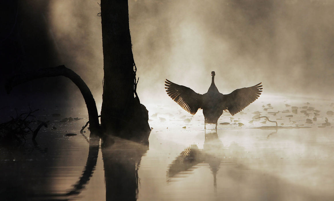 Third Place, George S. Smallsreed Photographer of the Year Award - Gus Chan / The Plain DealerA Canadian goose spreads its wings as it greets the day on steam covered water at Oxbow Lagoon in the Cleveland Metroparks North Chagrin Reservation.