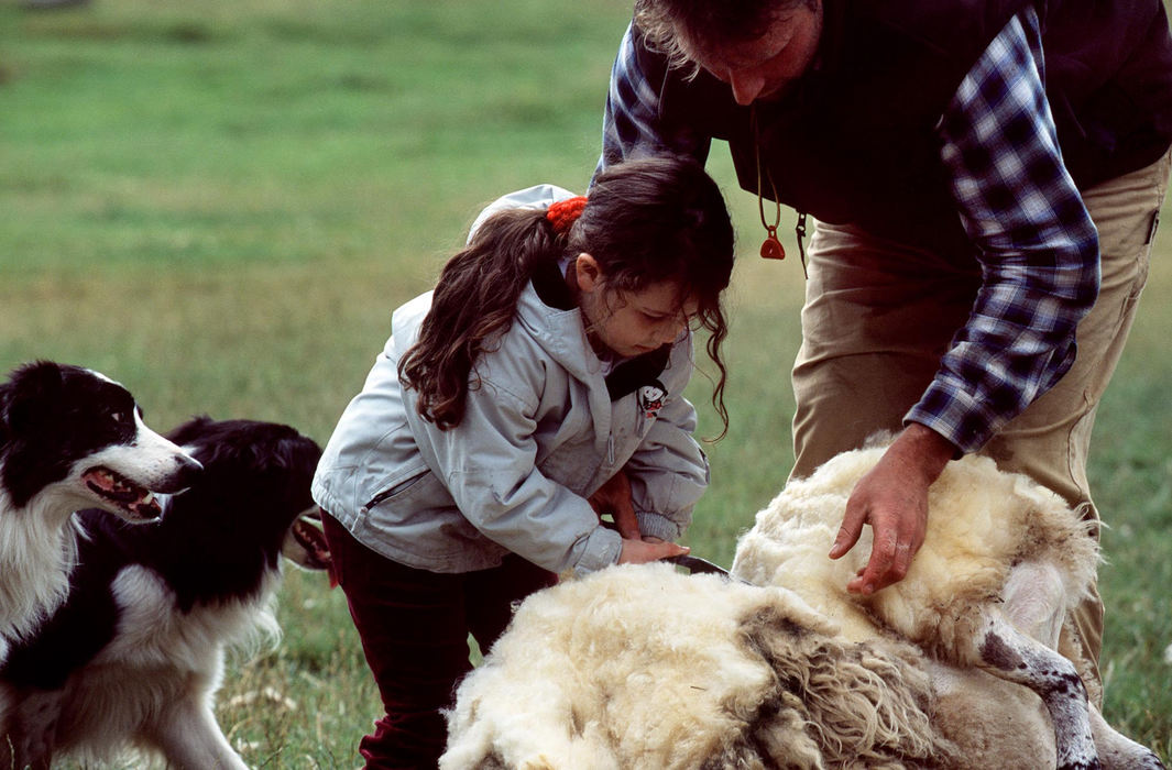 First place, Student Photographer of the Year Award - Katie Falkenberg / Ohio UniversityAs the sheepdogs keep watch, Neil teaches Jessica to shear a sheep with traditional shearers after finding one in the flock that was missed during the shearing of the entire flock a few weeks before.