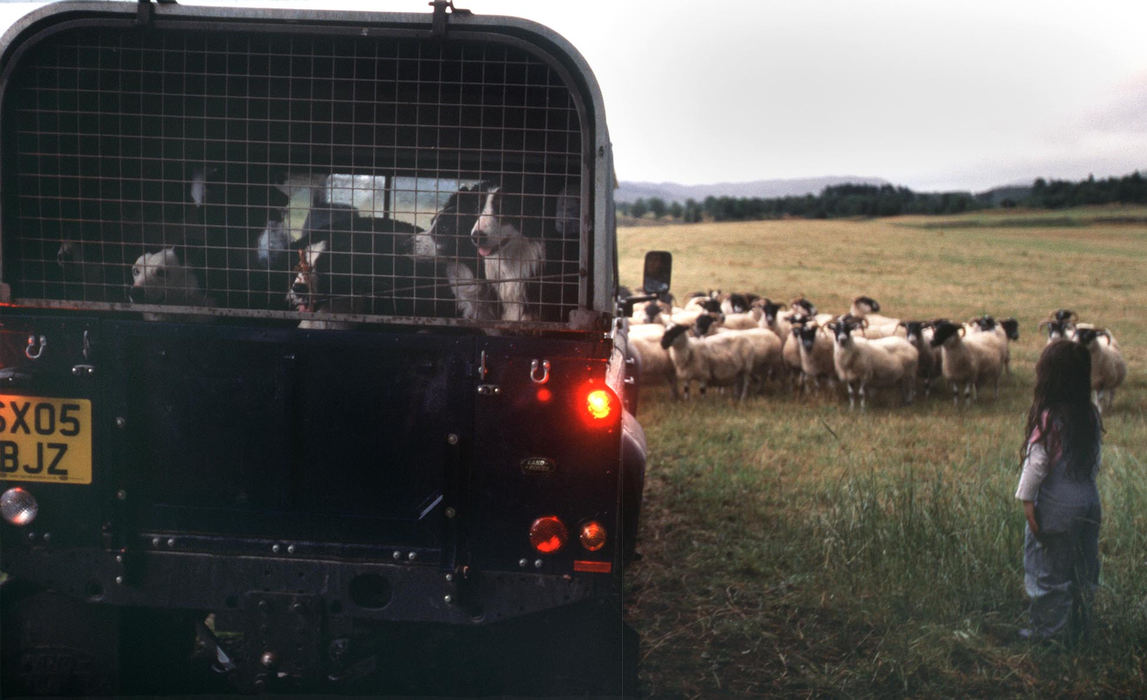 First place, Student Photographer of the Year Award - Katie Falkenberg / Ohio UniversityAfter the sheep dogs are loaded up in the truck,  Jessica Ross, age 5, takes one last look at the part of the herd just moved from a neighboring pasture and helps her uncle count the number of sheep. 