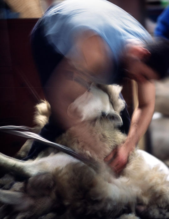 First place, Student Photographer of the Year Award - Katie Falkenberg / Ohio UniversityA hired hand rushes to shear a sheep with an electric razor. Each shearer gets paid around 80 pence per sheep sheared, so the workers work hard at being able to shear a sheep completely and quickly. In return for a fleece, the farmer only receives 25 pence.