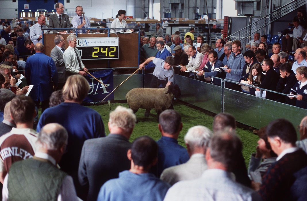 First place, Student Photographer of the Year Award - Katie Falkenberg / Ohio UniversitySheep auctions and shows are an important part of both the culture and the economics of sheep farming. Not only is it a chance to purchase a better ram or ewe, but it is also a chance for farmers to get together and socialize. Auctions range from large prestigious ones, held only a few times a year, to smaller, more local auctions held weekly.