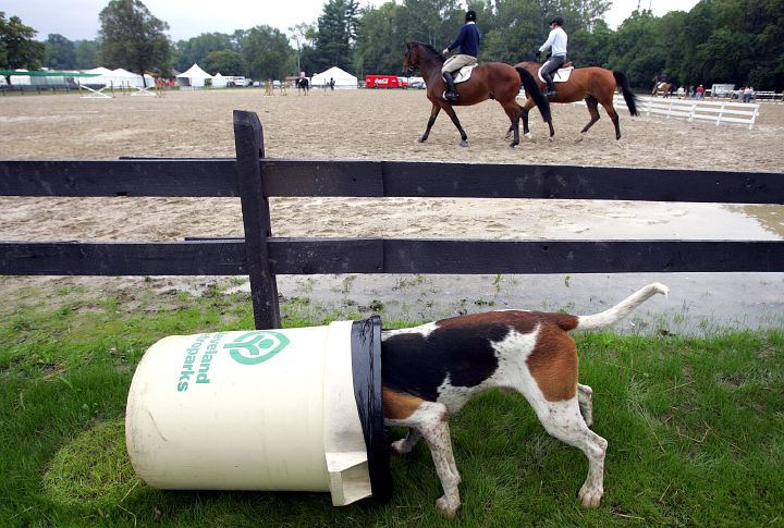 Award of Excellence, Assigned Feature - Joshua Gunter / The Plain DealerOne of several dozen English Foxhounds found this trash can more appealing than his duties as he poked his head inside for a treat at the opening day of the Wachovia Securities American Gold Cup, September 13, 2006 at the Polo field in Moreland Hills.  