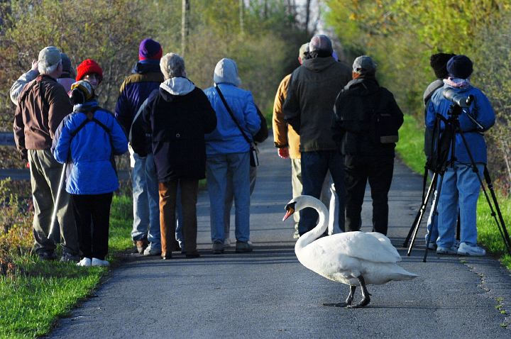 Award of Excellence, Assigned Feature - Luke Wark / Sandusky RegisterA Mute Swan wanders across the walking path at Sheldon's Marsh one evening as members of the "Birds of the Firelands" bird watching class face the other direction while looking for a bird in the trees. 