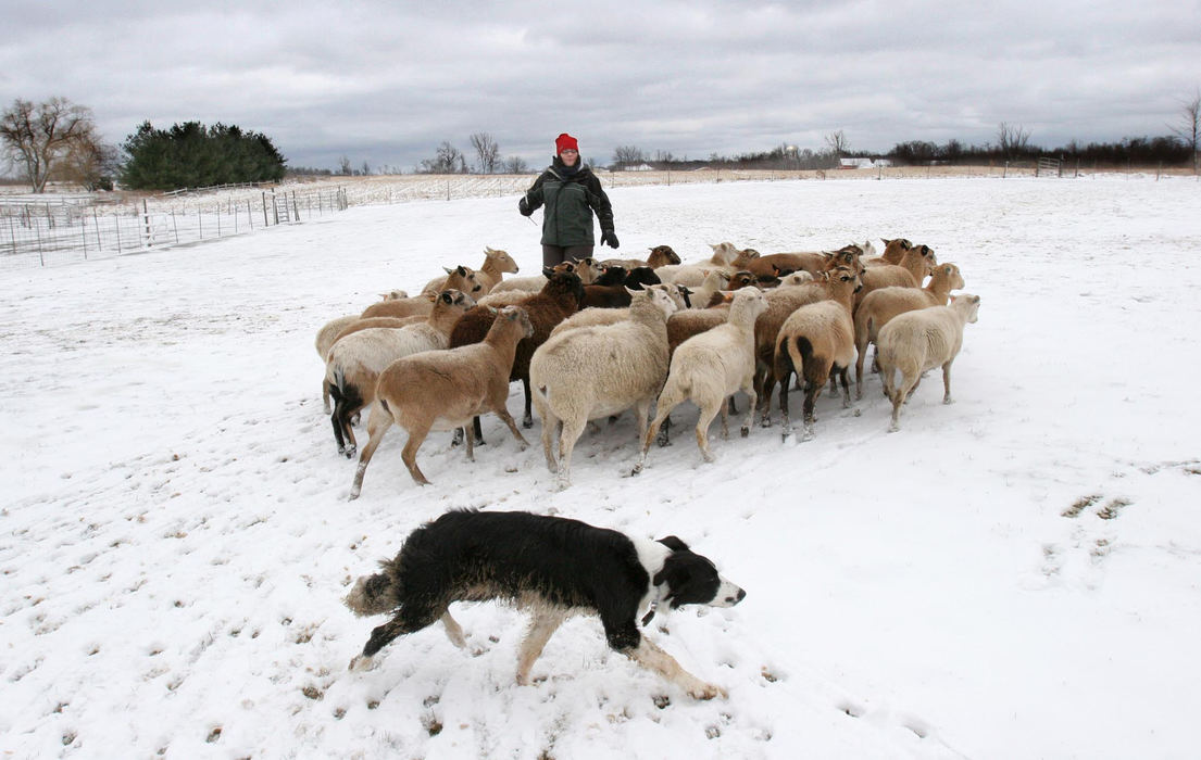 First Place, James R. Gordon Ohio Understanding Award - Thomas Ondrey / The Plain DealerAs Edie Hardin-Steiner softly calls out commands, her border collie, Madibo, weaves swiftly to and fro across the pasture, all business about the business of sheep herding. Every gene in his body is happy. This is what he was born to do. Hardin-Steiner, a music therapist with the Akron schools, had wanted a border collie ever since she was a little girl.