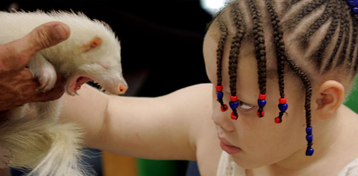 First Place, James R. Gordon Ohio Understanding Award - Lynn Ischay / The Plain DealerJungle Terry Sullivan lifts a sleepy skunk out of a travel case. The children at the Cleveland Sight Center’s Highbrook Lodge in Claridon squeal and scoot their chairs backward, putting a little more distance between their noses and the potential stink bomb. But 7-year-old Kali Magwood stays put, even leaning forward to better focus on Alpine, the albino skunk.	