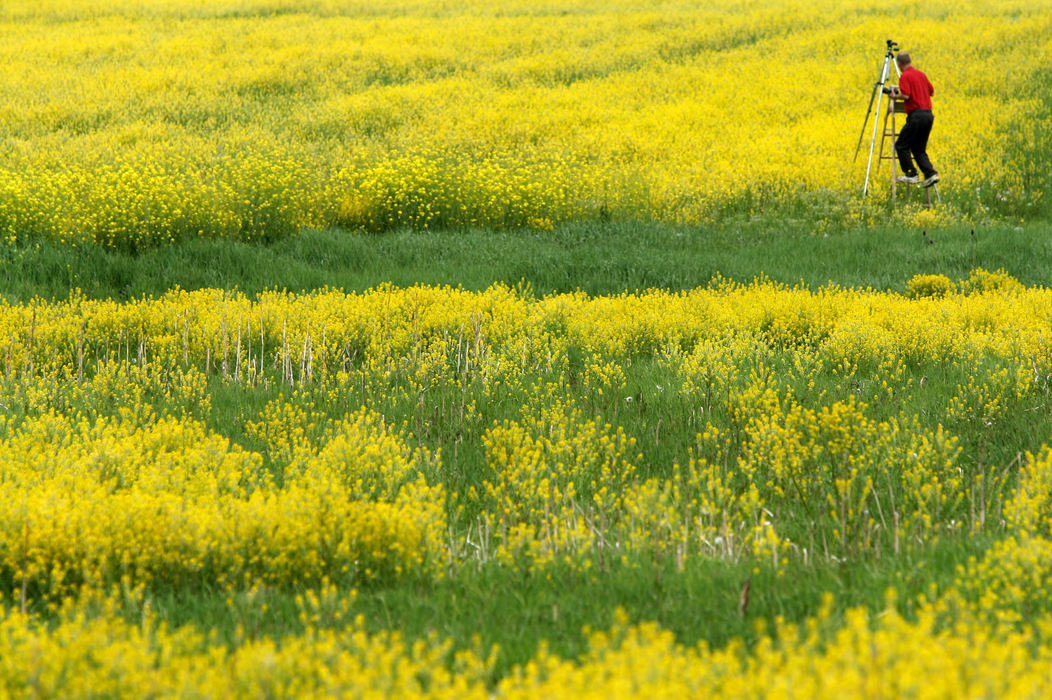 Award of Excellence, Photographer of the Year - Dale Omori / The Plain DealerAmateur photographer Claire Zurbuch climbs a ladder to photograph a field of wild mustard in Newbury Township, May 11, 2006.  
