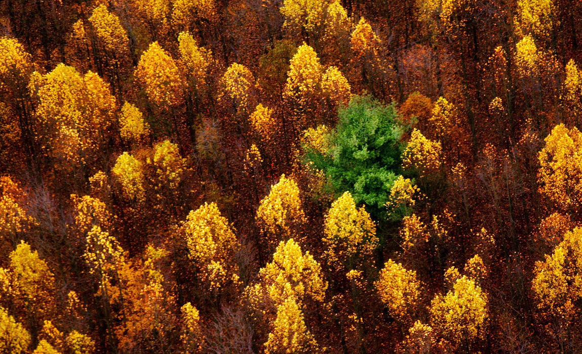 First Place, Photographer of the Year - John Kuntz / The Plain DealerA lone tree refuses to change colors just yet amidst the changing colors of the surrounding trees near Tallmadge October 25, 2006 as seen from an aerial photograph from the Spirit of Goodyear. 
