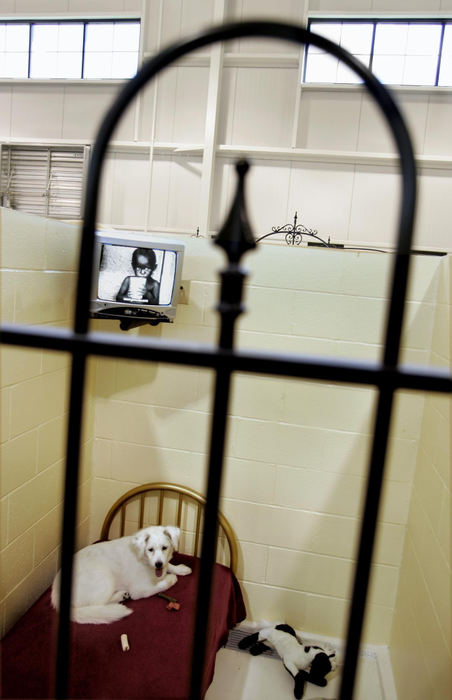 Second Place, Photographer of the Year - Chris Russell / The Columbus DispatchTinkerbelle rests in comfort in a deluxe suite at Pet Palace that is furnished with a stuffed bed, bottled water and a television that was playing a UNICEF commercial appealing for donations. The photo ran with a story about the growing market for pampered pets.   