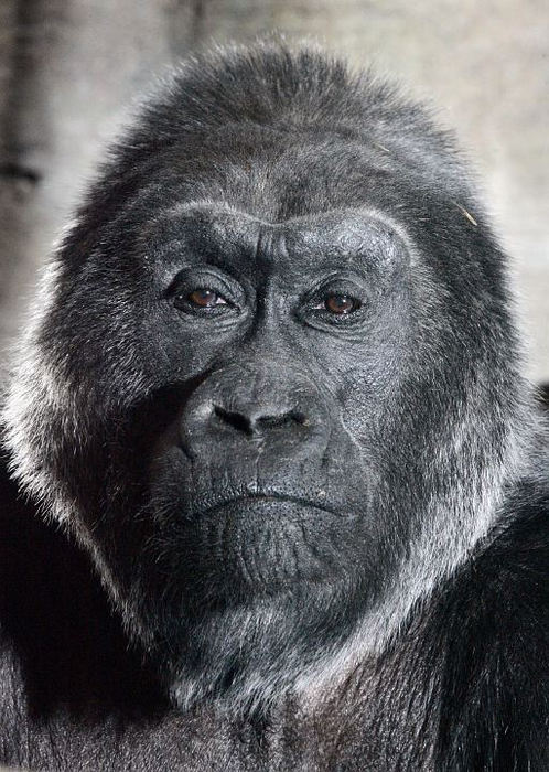 Third Place, Portrait/Personality - Tom Dodge / The Columbus Dispatch"Colo" the first gorilla born in captivity turned 50 years old on Dec 22,2006 at the Columbus Zoo and Aquarium.