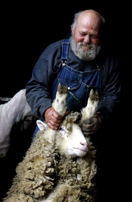 Award of Excellence, Portrait/Personality - Eric Albrecht / The Columbus DispatchGene Haudenschield, 72, pulls a sheep into place to shear it. Gene has been shearing all his life and despite occasional falls while trying to hold a sheep he plans to continue as long as he can.