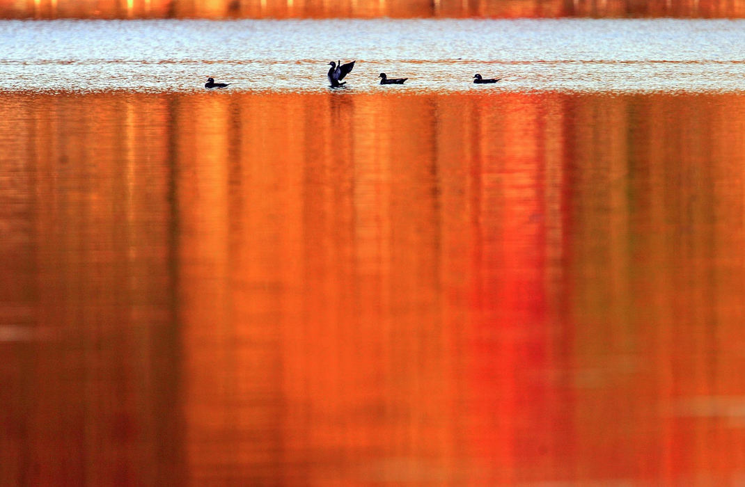 Award of Excellence, Photographer of the Year - Phil Masturzo / Akron Beacon JournalDucks swim across Myers Lake amid the reflecting autumn colors on Tuesday Oct. 30, 2007, in Canton, Ohio.