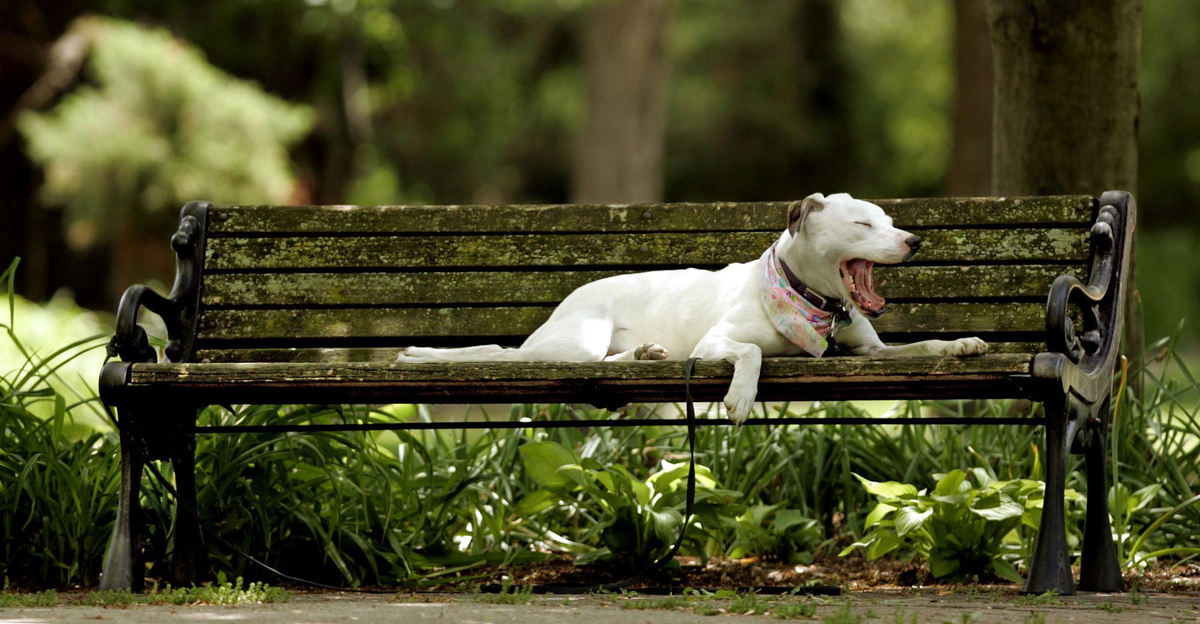 First Place, Photographer of the Year - Chris Russell / The Columbus DispatchLily stretches out on a park bench in Dennison Place and yawns while owner Suzanne Schneiderman (not shown) was busy tending to a community garden. 