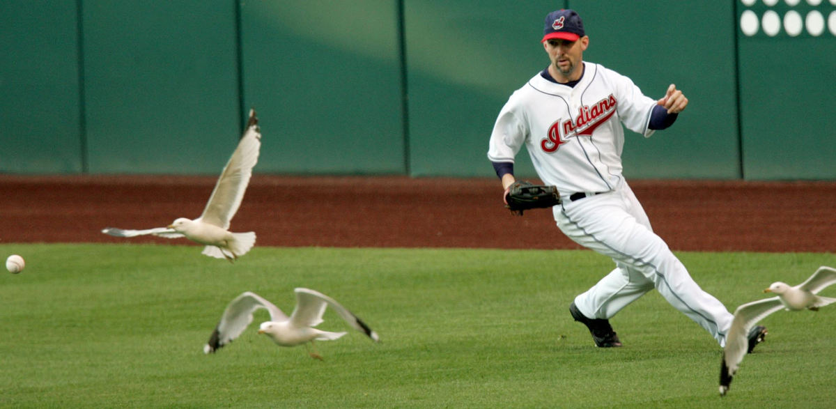 Award of Excellence, Sports Feature - Chuck Crow / The Plain DealerCleveland Indians right fielder Trot Nixon waits for a single by Seattle Mariners Adrain Beltre to emerge from a flock of seagulls during the third inning in this June game at Jacobs Field.