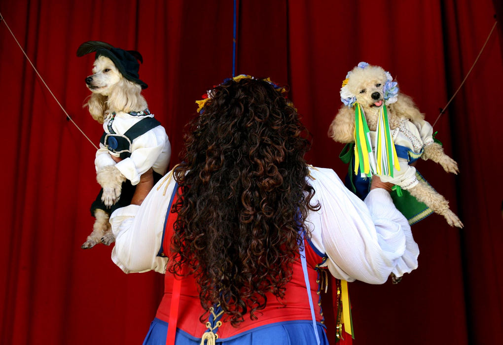 Award of Excellence, Feature Picture Story - Lisa DeJong / The Plain DealerSporting full Bavarian regalia, poodles Nicky, left, and Ginger hang in mid air backstage in the hands of their trainer, Carla Heinan, moments before the velvet curtains open for their grand entrance during the Zoppe Family Circus performance at the Great Lakes Medieval Faire in Rock Creek Lederhosen and ribbons have been a part of their world for years as part of "Rudolf's Performing Canines from Bavaria". 