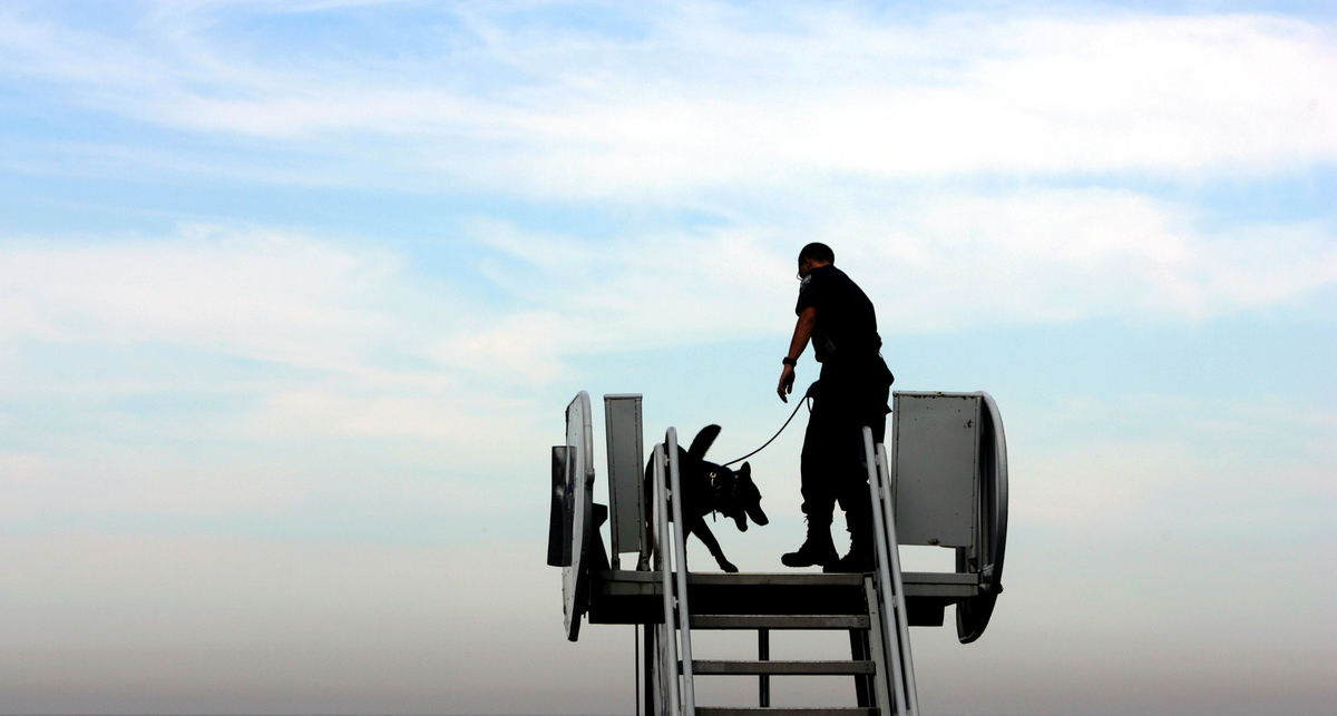 Third Place, Photographer of the Year - Gus Chan / The Plain DealerA bomb sniffing dog checks out the stairs at Burke Lakefront Airport before the arrival of Senator John McCain arrives in Cleveland.  McCain's visit to Cleveland was his last public event before he arriving at the Republican National Convention.  