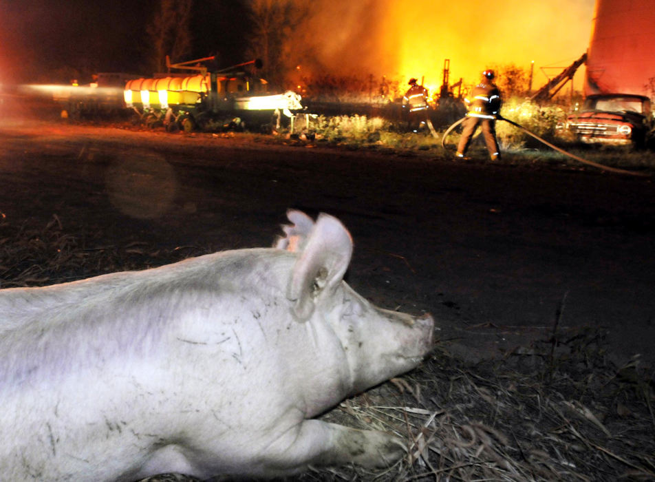 Award of Excellence, Spot News under 100,000 - Bill Lackey / Springfield News-SunA large hog, one of the lucky few to escape a barn fire on Nettle Creek Road, watches as fire fighters fight the blaze that killed 30 other pigs.