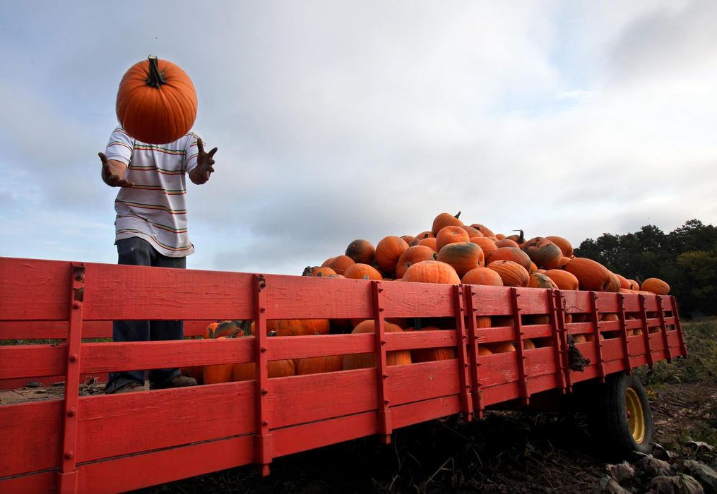 Award of Excellence, Feature - Lisa DeJong / The Plain DealerPatterson Fruit Farm employee Juan Manuel Hernandez , 24, catches a pumpkin thrown to him so he can stack it on the cart in a pumpkin field owned by the Patterson Fruit Farm in Chester Township. This field has yielded four of these carts so far, about 500 pumpkins to each cart. They sell the pumpkins at their store front called Patterson Fruit Farm on Caves Road. Pumpkins are a huge money-making crop in Ohio.  