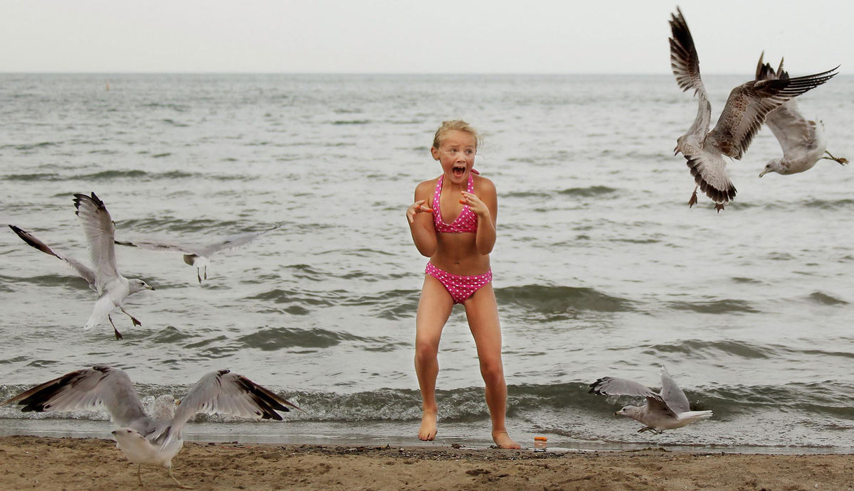 Third Place, Photographer of the Year Large Market - John Kuntz / The Plain DealerAlexandra Rice, 8, of Olmsted Falls lets out a scream of terror as the cheese puff she was feeding the gulls blew back behind her where it appeared the gulls were coming after her August 4, 2009 at Huntington Beach in Bay Village.  