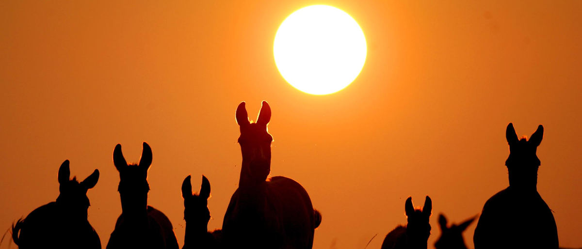 Third Place, Photographer of the Year Large Market - John Kuntz / The Plain DealerA herd of Persian Onagers walk the prarie during a sunset graze August 14, 2009 at the Wilds in Cumberland on their 10,000 acres of land dedicated to preserving exotic and endangered species. 