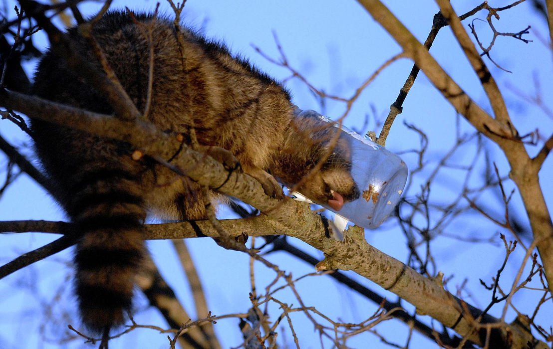 Second Place, Photographer of the Year Small Market - Marshall Gorby / Springfield News-SunResidents came to the rescue of a raccoon that had got its head stuck in a peanut butter jar on Feb. 18, 2009A Clark County sheriff’s deputy and a crowd of residents had already gathered by about 5:45 p.m. when personnel with the Bethel Township Fire arrived on the scene at 17 Elm Road in Medway. Two employees with Varmint Guard helped remove the jar, and then caged the animal and transported it elsewhere for release.