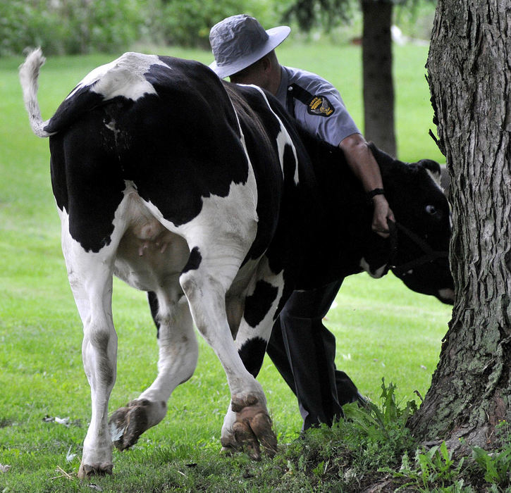 Second Place, Photographer of the Year Small Market - Marshall Gorby / Springfield News-SunOhio State Trooper Jason Snodgrass attempts to control a cow on Erter Drive in Springfield. The cow and four others wandered from a farm on Mechanicsburg Road early in the day. The animals were rounded up after an hour and returned to their owner by the Clark County Humane Society, the Clark County Sheriff's office and the Springfield Post of the Ohio Highway Patrol.