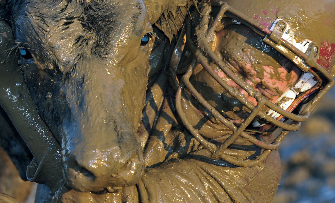 First Place, Photographer of the Year Small Market - Bill Lackey / Springfield News-SunCorey Gannon, a Northeastern High School freshman, holds onto the neck of a mud covered 300 pound calf as he tries to get the animal into a center circle during the Calf Scramble at the Clark County Fair, July 31, 2009. Area high school football players splashed through the mud trying to catch one of several calves and drag it into the circle during the annual event. 