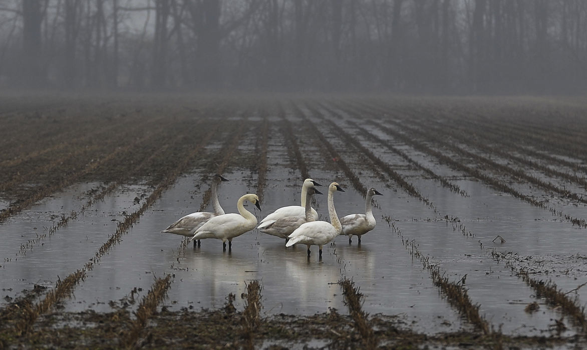 Award of Excellence, Pictorial - Bill Lackey / Springfield News-SunA family of swans takes up residence in a farmer's flooded field along Mitchell Road in Clark County. Several days of steady rain has caused flooding in several areas.