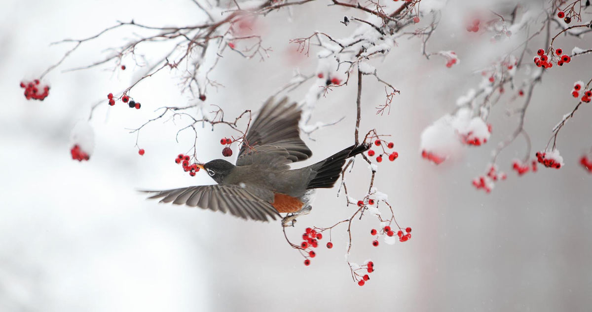 Award of Excellence, Pictorial - Chris Russell / The Columbus Dispatch A hungry Robin dines on hawthorne berries on the grounds of the Ohio Statehouse during a snow storm.