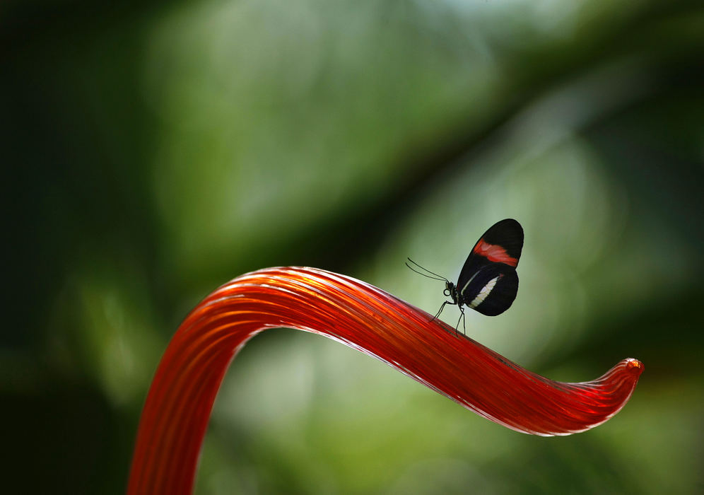 Award of Excellence, Pictorial - Jonathan Quilter / The Columbus DispatchA Postman butterfly rests on a portion of a Dale Chihuly glass sculpture at the Franklin Park Conservatory & Botanical Gardens.