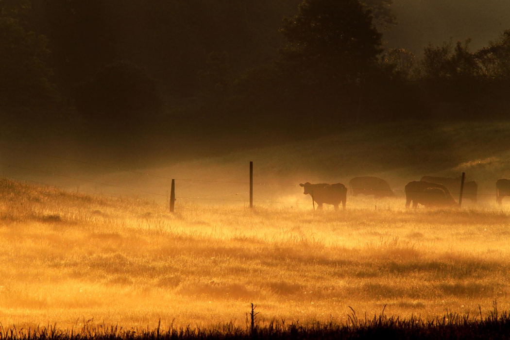 Third place, Photographer of the Year - Large Market - Marvin Fong / The Plain DealerCows bask in the warm glow of sunrise and foggy haze in Richfield, OH. 