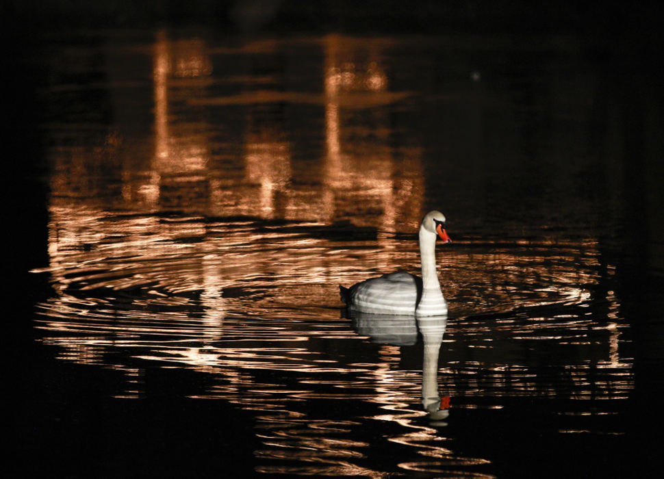 Second place, Photographer of the Year - Small Market - Barbara J. Perenic / Springfield News-SunA lone swan swims through the reflection of Christmas lights that illuminate the boat house in Snyder Park.