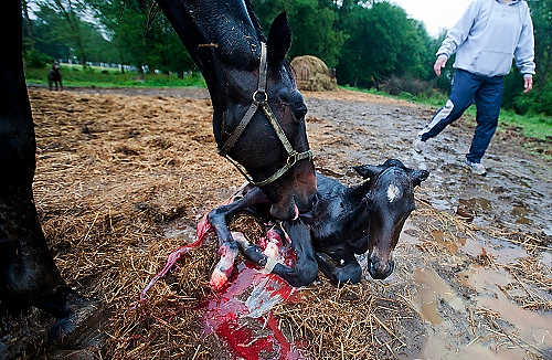 Second place, Student Photographer of the Year - Hannah Potes / Kent State UniversityOwners of Snow Ridge Farm Mike and Libby Myers support proposed legislation to make other types of gambling legal at horse racing tracks. A baby filly was born to Ustealmysunshine at 10:15am Friday morning. In a year and a half, that filly will begin training to race. "If this bill passes, she could be worth $10,000 or more," Mike said. "There would be a reason to buy a Michigan-bred horse." Mike and Libby are a prime example of how this bill would affect the lives of more than just racehorse owners. "I don't even want to make a ton of money," Libby said. "I just wanna do our passion and pay the bills."