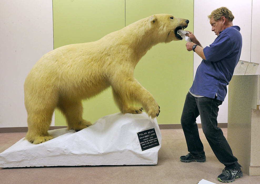 Award of Excellence, Feature - Bill Lackey / Springfield News-SunThe Boonshoft Museum of Discovery's Andy Bergeron cleans a stuffed polar bear as he and other employees work to get the museum's new branch ready to open the old Elder Beerman location at the Upper Valley Mall in Springfield. The Boonshoft Museum is moving from its current smaller location in the mall to a much larger space vacated by the department store with space for much many more exhibits and hands on activities. 