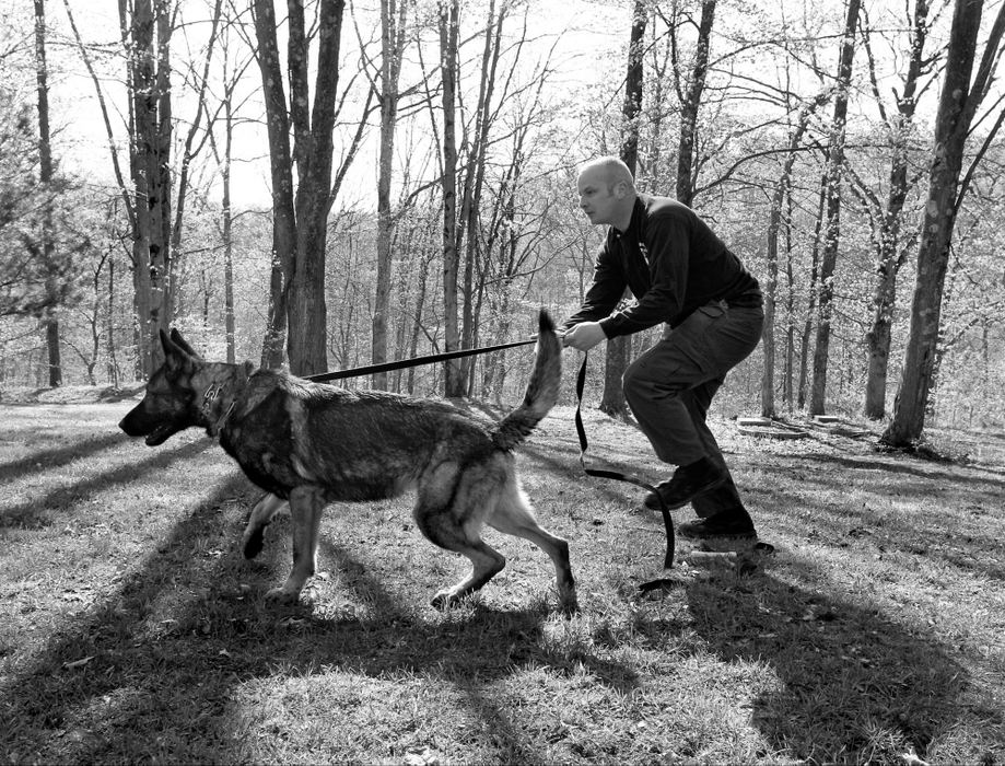 Award of Excellence, Feature Picture Story - Barbara J. Perenic / Springfield News-SunMike and Jack work on tracking in the woods at Pine Grove Kennel in Reedsville. Jack had been pre-trained differently than Rambo and Mike had to evolve to be consistent with his commands. Jack turned out to be  excellent at tracking. His talent in this area was a boost for Mike when Jack had difficulties in other areas. 