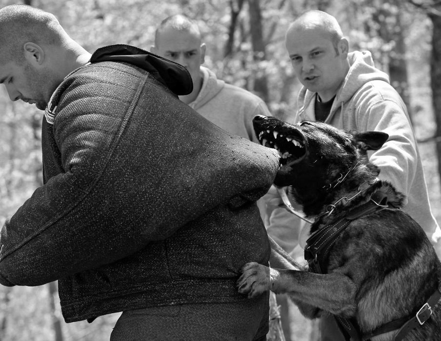 Award of Excellence, Feature Picture Story - Barbara J. Perenic / Springfield News-SunMike was awed by the ferocity with which Jack would apprehend a suspect. Jack had formidable size and strength and no fear. Mike gained confidence when he released Jack to go after a suspect (Zach Schaad in the bite suit). Trainer Matt Champlin helps Mike be more commanding when he ordered Jack to release a suspect.