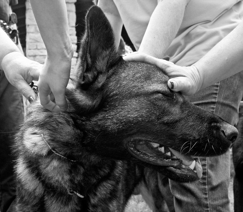 Award of Excellence, Feature Picture Story - Barbara J. Perenic / Springfield News-SunMike and Jack made their first public appearance with the Springfield Police Department during the annual Woofstock dog health fair in May at Wiggley Field dog park. While Mike was nervous, Jack was calm and handled the crowds like a veteran. 