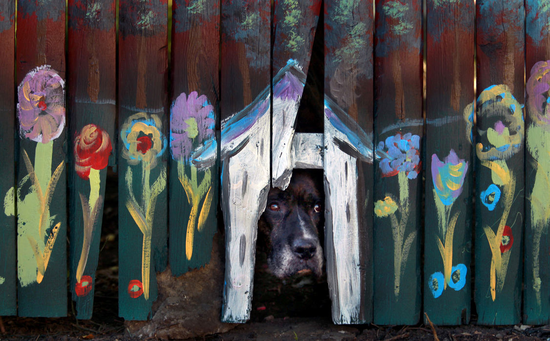 , Photographer of the Year - Large Market - Gus Chan / The Plain DealerScrappy, a black lab / king boxer mix, looks out a hole in the fence in his yard at Newark Court.  Newark Court is one of three sites for City Repair, a project to transform neighborhood spaces.  Artists on the project had seen Scrappy poke his head out and thought a dog house would be appropriate to paint around the opening.