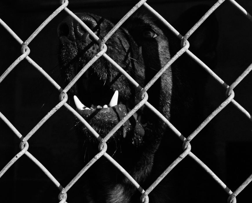 Second Place, Photographer of the Year - Small Market - Barbara J. Perenic / Springfield News-SunWhile at Pine Grove Kennel in Reedsville, Jack had to stay in a kennel while Mike stayed in a bunkhouse. He eagerly waited for Mike's appearance in the morning, which would signal breakfast and work. 