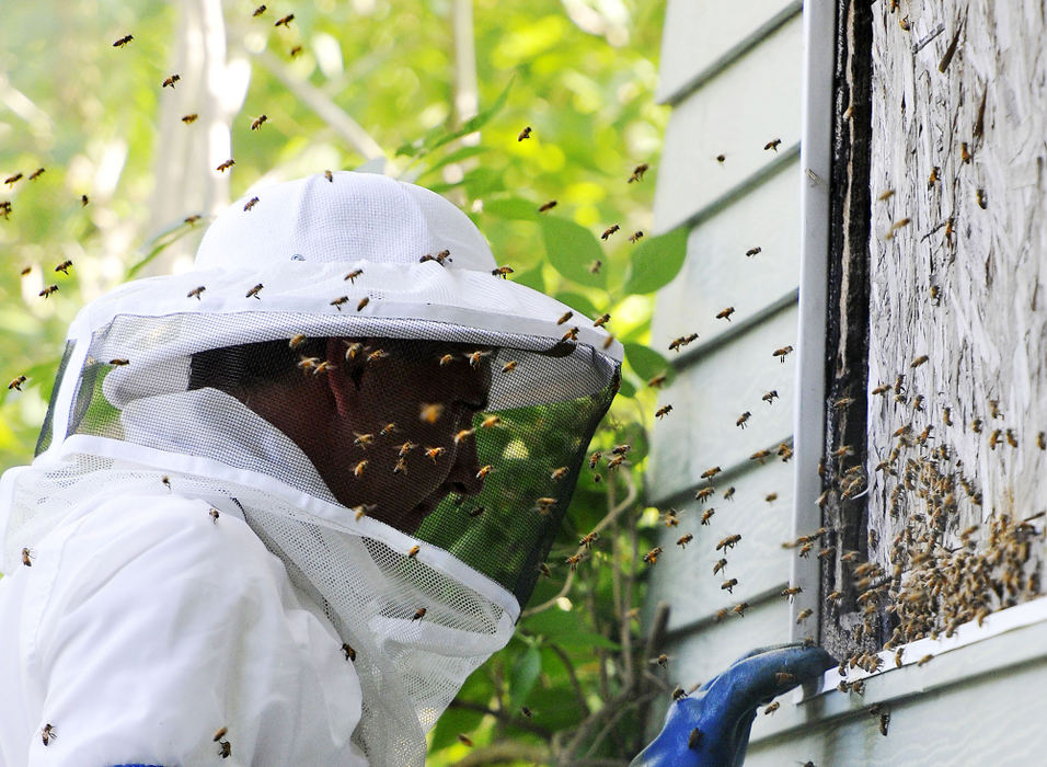 Third Place, Photographer of the year - Small Market - Bill Lackey / Springfield News-SunBee keeper Scott Judy is surrounded by bees as he inspects the exterior wall of a abandoned house at 1217 Innisfallen Ave. in Springfield Tuesday evening. Judy was called by the Clark County Combined Health District after the neighbor, who lives next door to the house and is extremely alergic to bees, called to complain about the bees swarming in her back yard. Judy removed the honey filled hive and plans to relocate the bees he sucked up to the hives he manages on his property. Judy estimated the hive to contain approximately 35 thousand bees. 