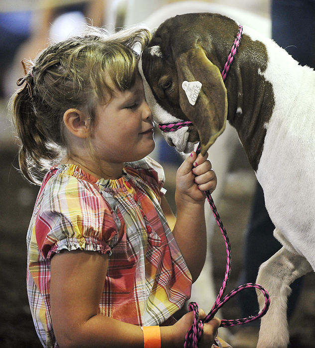 Third Place, Photographer of the year - Small Market - Bill Lackey / Springfield News-SunHannah Wilson, 5, gets nose-to-nose with her goat named "Tiny" as she ges ready to compete in the PeeWee Goat Showmanship competition Saturday at the Champaign County Fair. 