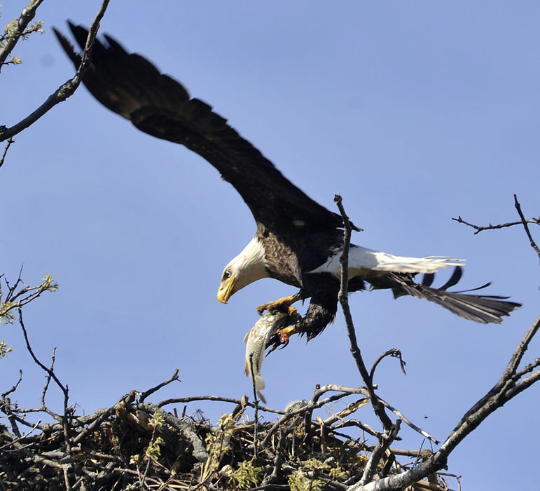 Third Place, Photographer of the year - Small Market - Bill Lackey / Springfield News-SunIn May a set of bald eagles set up a nest in a farm field in eastern Clark County. Wildlife officials and local residents were thrilled when a pair of eaglets were spotted in the nest. The giant birds are rarely seen in Clark County and hopes were high that they would return year after year to the same area. Those hopes were dashed, however, when a severe thunderstorm blew the nest and the eaglets out of the tree.  Members of the Ohio Department of Natural Resources and the Glenn Helen Raptor Center saved the eaglets and after making sure they were not injured, they returned them to a new man made nest they built in a tree near their original nest with hopes that the parents would return and take care of their offspring, which they did. A bald eagle returns to its nest in eastern Clark County with a fish for its eaglets. 