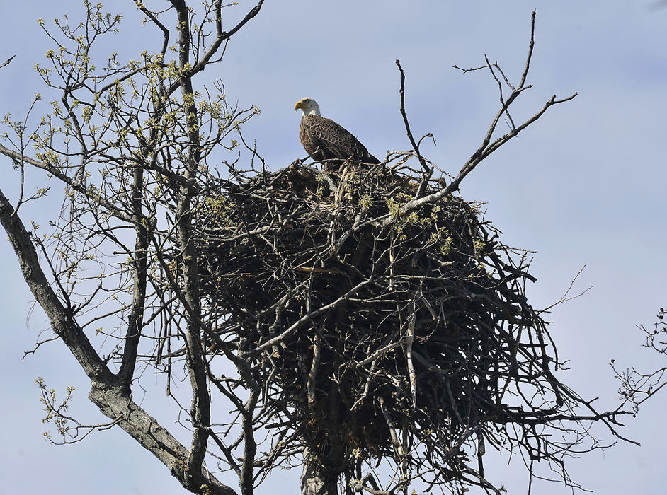 Third Place, Photographer of the year - Small Market - Bill Lackey / Springfield News-SunA bald eagle sits in its nest high in a tree surrounded by a farm field in eastern Clark County. 