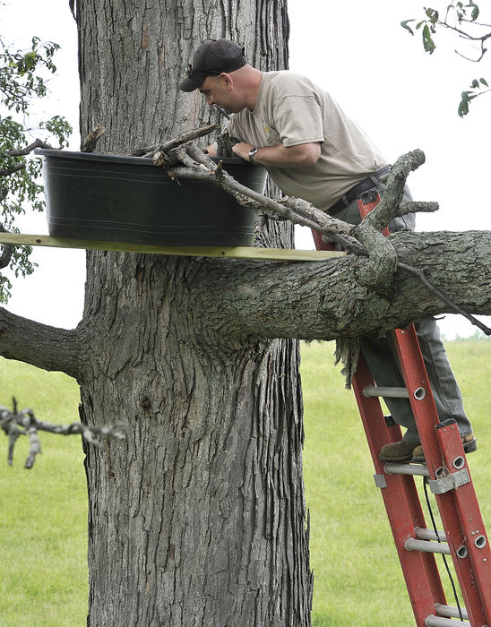 Third Place, Photographer of the year - Small Market - Bill Lackey / Springfield News-SunBrett Beatty, of the Ohio Department of Natural Resources, builds a new nest for two juvenille bald eagles Monday after the nest they were being raised in was blown out of the tree last Friday. The two eagles were placed in the nest with hopes that the parent birds, which are still in the area, will return and continue raising them.