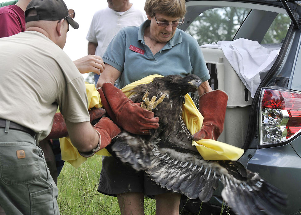 Third Place, Photographer of the year - Small Market - Bill Lackey / Springfield News-SunBetty Ross, director of the Glen Helen Raptor Center, struggles to hold onto a young bald eagle while it flails around as she hands the bird off to a Brett Beatty, left, of the Ohio Department of Natural Resources, so he can place the bird in a man made nest Monday. 