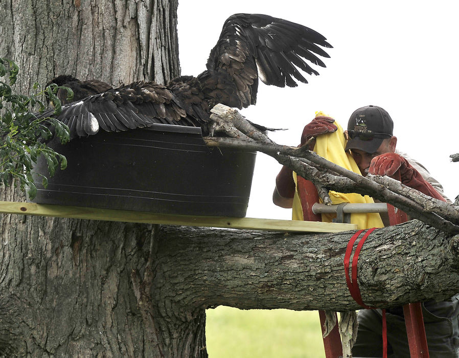 Third Place, Photographer of the year - Small Market - Bill Lackey / Springfield News-SunBrett Beatty, of the Ohio Department of Natural Resources, places two juvenille bald eagles in a man made nest in Clark County Monday after the nest they were being raised in was blown out of a tree last Friday. The two eagles were placed in the nest with hopes that the parent birds, which are still in the area, will return and continue raising them. 