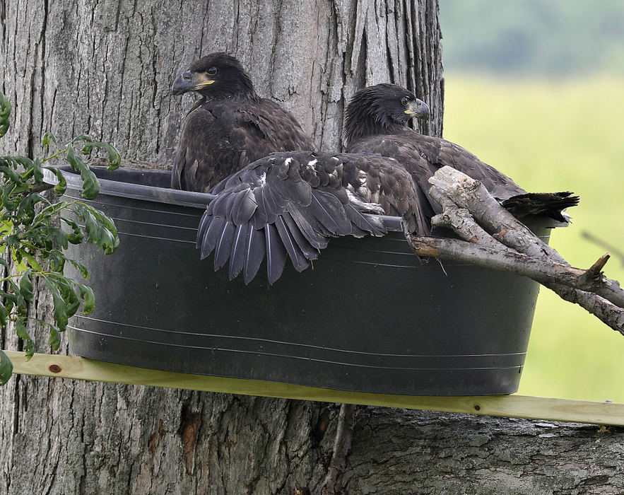 Third Place, Photographer of the year - Small Market - Bill Lackey / Springfield News-SunTwo juvenille bald eagles sit in a man made nest in Clark County Monday. The young eagles found themselves homeless after the nest they were being raised in was blown out of the tree last Friday. 
