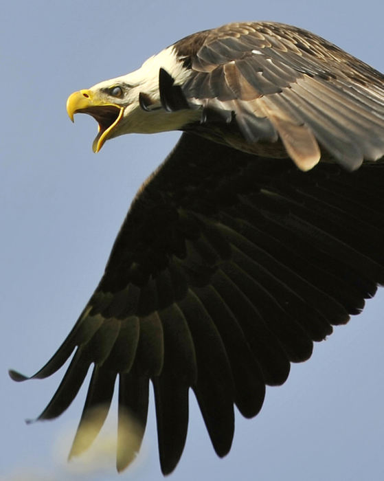 Third Place, Photographer of the year - Small Market -  / Springfield News-SunSoon after the eagles nest was rebuilt by the Ohio Department of Natural Resources, the pair returned to their young and could be seen for several weeks later soaring over the treetops of eastern Clark County. 