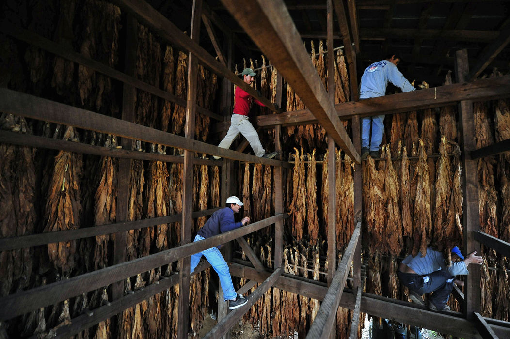 Third Place, Student Photographer of the Year - Logan Riely / Ohio UniversityWorkers scale the rafters of a tobacco barn at Knott Farms. These migrants traveled from Mexico in search of work and better pay. Many leave their families for as many as seven months, but send money home every week.