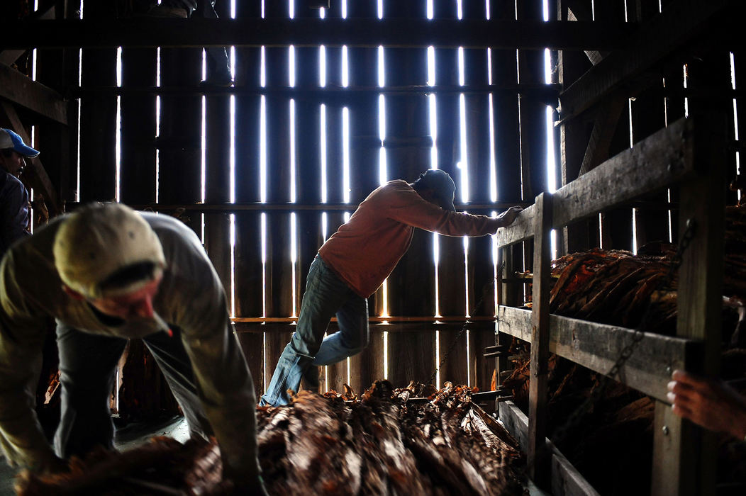 Third Place, Student Photographer of the Year - Logan Riely / Ohio UniversityRaphael Moreno (right) pushes a cart of tobacco in a barn for Knott Farms located in Owensboro, while his older brother Gabriel  (left) begins to load more. Over the course of a day, they harvest up to one and a half acres of tobacco.